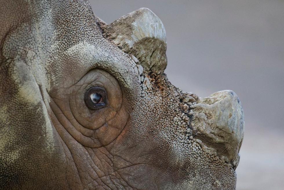Murió 'Tam', el último rinoceronte de Sumatra macho de Malasia. (Twitter)