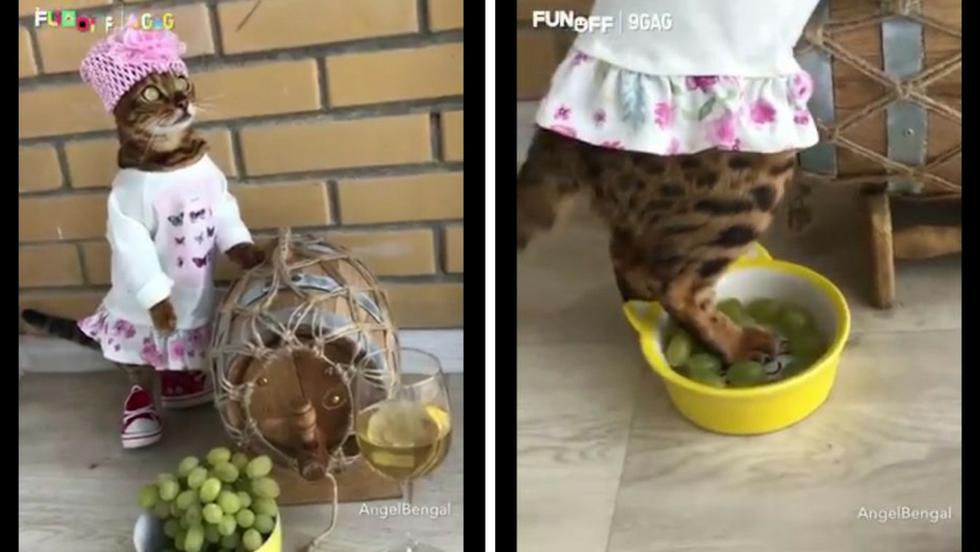 Una gata aparece en un video 'produciendo' vino. El clip se ha vuelto viral en poco tiempo. (Facebook)
