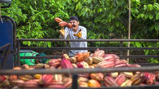 Minagri: Hay más de 12 mil toneladas de cacao en grano almacenado en el país según censo