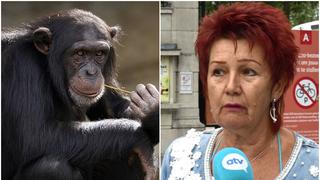Zoológico de Bélgica prohíbe el acceso a mujer acusándola de tener “romance” con un chimpancé