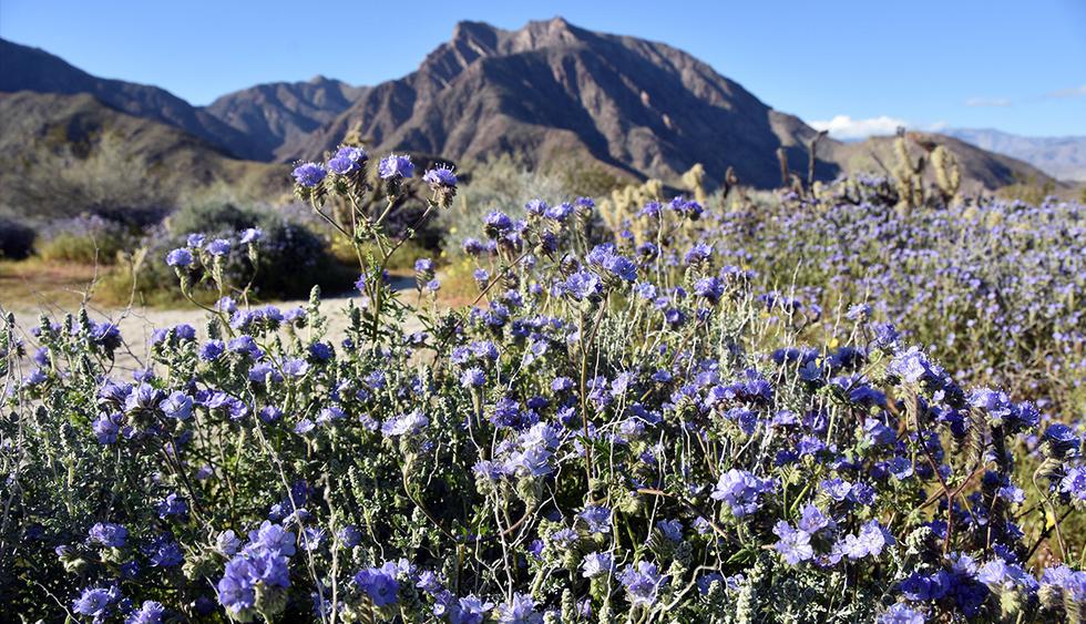 En el desierto californiano de Anza-Borrego, como resultado de inviernos muy húmedos, florece un colorido jardín que atrae a amantes de la naturaleza para admirar un fenómeno cíclico. (EFE)