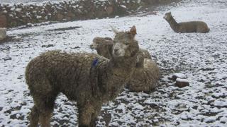 Mueren 10 mil crías de alpaca en Arequipa