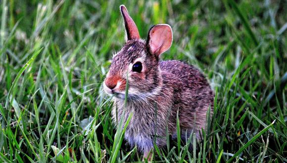 El conejo no tuvo mucho tiempo para disfrutar de su segunda oportunidad de vida. (Foto: Pixabay/Referencial)