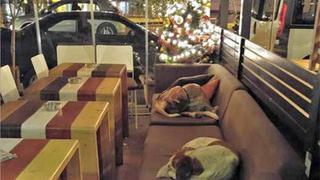 Cafetería en Grecia da refugio a perros callejeros en la noche [Foto]