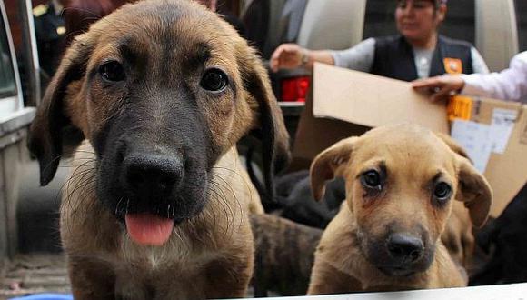 Municipalidad de San Borja realizará campaña de adopción de mascotas este domingo. (USI)
