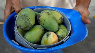 Frutas tropicales como el mango, el coco y la papapaya son 'salvavidas' en Venezuela