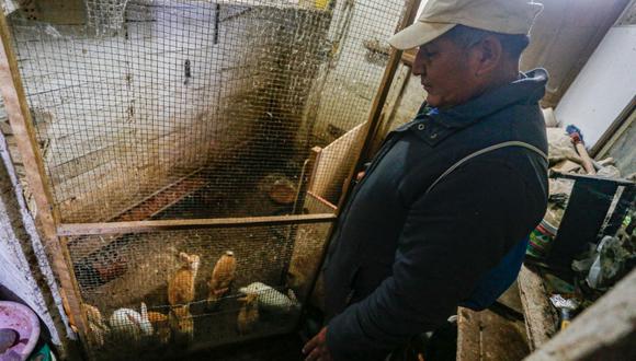 El pescador Justiano Hualpa, que se vio afectado por un derrame de petróleo el 15 de enero que involucró al gigante energético español Repsol, se encuentra junto a los conejos que vende para ganarse la vida, en Pachacutec, un área en las afueras del norte de Lima, el 09 de julio de 2022. (Foto: AFP)