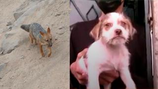 “Ahora sí es perrito”: Regalan mascota a familia que compró a Run Run [VIDEO]