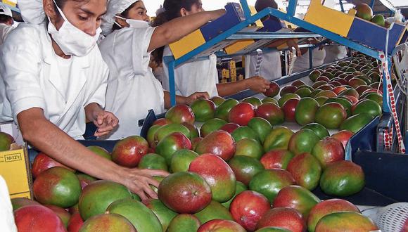 La agricultura familiar de Piura, Lambayeque y Áncash vienen participando activamente en proceso productivo del mango. (Foto: GEC)