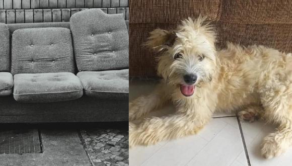 Mel es una perrita de 7 meses que fue abandonada dentro de un sofá. (Foto: Pixabay / Instagram)
