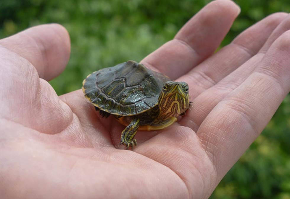¡Indignante! Descubren nueva especie de tortuga y ya está en peligro crítico de extinción. (Getty/Referencial)