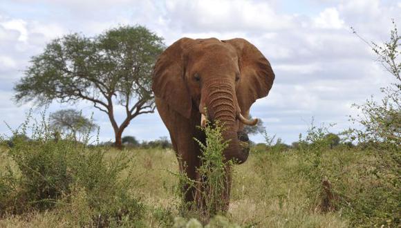 Un elefante del Parque Nacional de Tsavo, una de las reservas naturales de Kenia.