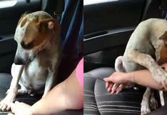 La emotiva gratitud de un perro hacia la persona que lo salvó [VIDEO y FOTOS]