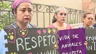 Vecinos de San Isidro denuncian nuevo caso de envenenamiento de gatos 