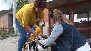 Final feliz: Donan silla de ruedas a Rocky, el perro que fue víctima de la delincuencia en Chimbote [VIDEO]