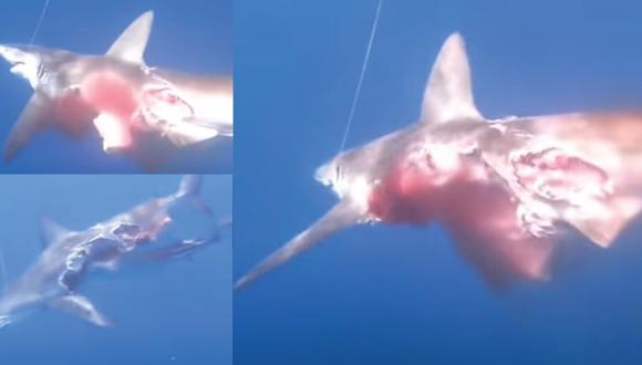 El tiburón zombie, ya mutilado, siguió nadando por las aguas del mar de Mozambique, mientras dejaba rastro de sangre durante 20 minutos, antes de su deceso. (composición)