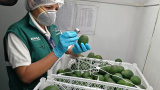 Corea del Sur abre su mercado a productores peruanos para exportar palta Hass 