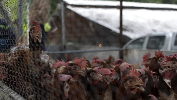 China informó el martes del primer contagio humano en el mundo de gripe aviar H10N3. (Archivo / AFP)