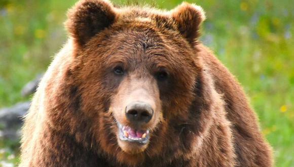 Un "oso" hizo pasar un mal rato a los visitantes de un parque nacional. (Crédito: acidcow en Facebook)