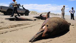 Aparecen otra vez delfines muertos en playas de Lambayeque