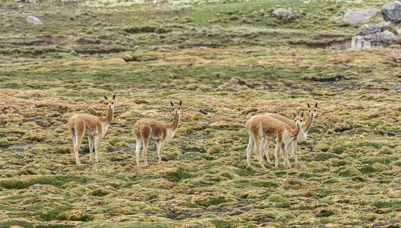 Puno, Arequipa y Cusco, concentran más del 57 % de los bofedales del país. Alrededor del 73 % de este tipo de ecosistemas se encuentran entre los 4,000 y 4,750 m.s.n.m.