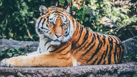 Una llamada anónima llevó a la policía a dar con el paradero del enjaulado tigre. (Foto: Pixabay/Referencial)