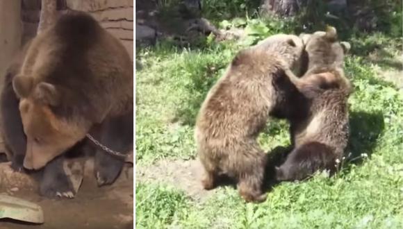 Era el oso más triste y solitario del planeta... hasta que encontró el amor. (Foto: Inside Edition en YouTube)