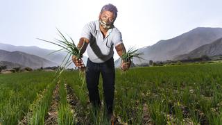 Agro: Se destinaron S/ 682 millones en créditos a pequeños productores