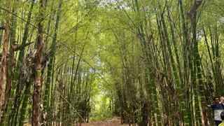 Serfor y ProVraem realizarán acciones conjuntas para el desarrollo del bambú en el Vraem