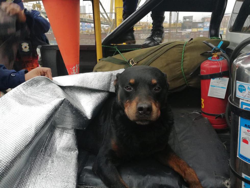 Un perro de raza Rottweiler cayó al río Rímac a la altura del puente Trujillo, pero los serenos lo salvaron. (Municipalidad de Lima)