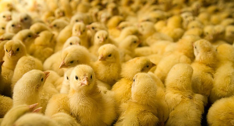 El 'sexador de pollos': El misterio detrás de uno de los trabajos más subestimados pero importantes. (Getty)