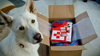 Kit de emergencia animal para caso de sismo