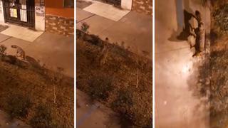 Coronavirus en Perú: Zorro campestre es visto en La Molina deambulando por sus calles [VIDEO]