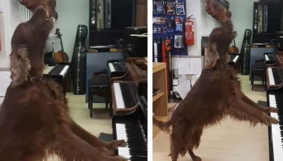 Este video de Facebook ha sorprendido a millones de usuarios, ya que se ve a un perro artista que toca el piano y canta. (Foto: Facebook)