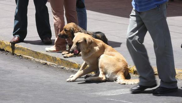 Un peligro. Canes callejeros pueden ser portadores del mal. (Heiner Aparicio)