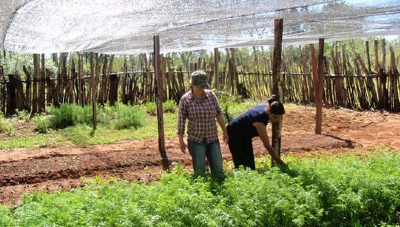 Midagri sostuvo que se viene impulsando la reactivación de los pequeños agricultores. (Foto: GEC)