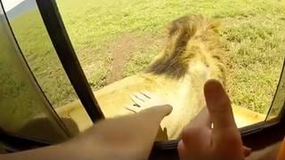 Joven intentó acariciar a un león y su reacción casi hace que pierda la vida [VIDEO]