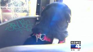 Perro labrador viaja en autobús sin compañía de su dueño [Video]
