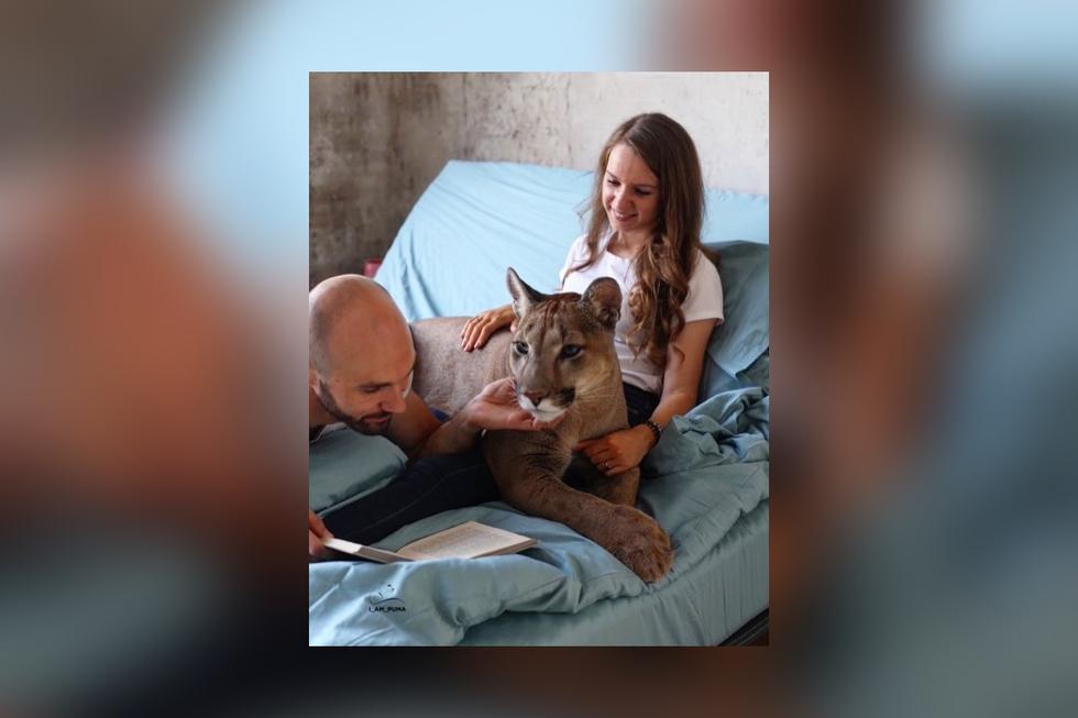 foso Nueve Patriótico YouTube | Instagram | Viral | Una pareja adopta a un puma al que tratan  como si fuera su gato | Rusia | México | España | Argentina | Colombia |  Mascotas 