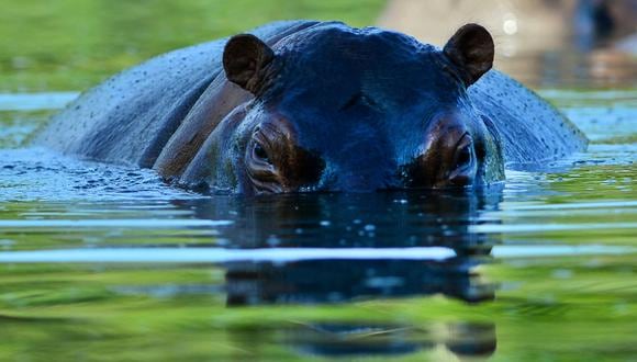 Los hipopótamos que importó Pablo Escobar se han convertido en un dolor de cabeza para las autoridades colombianas. (Foto: AFP)