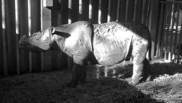 Iman es el quinto rinoceronte de Sumatra que ha fallecido en los últimos 5 años. (Foto: Facebook/@BORAborneorhinoalliance)
