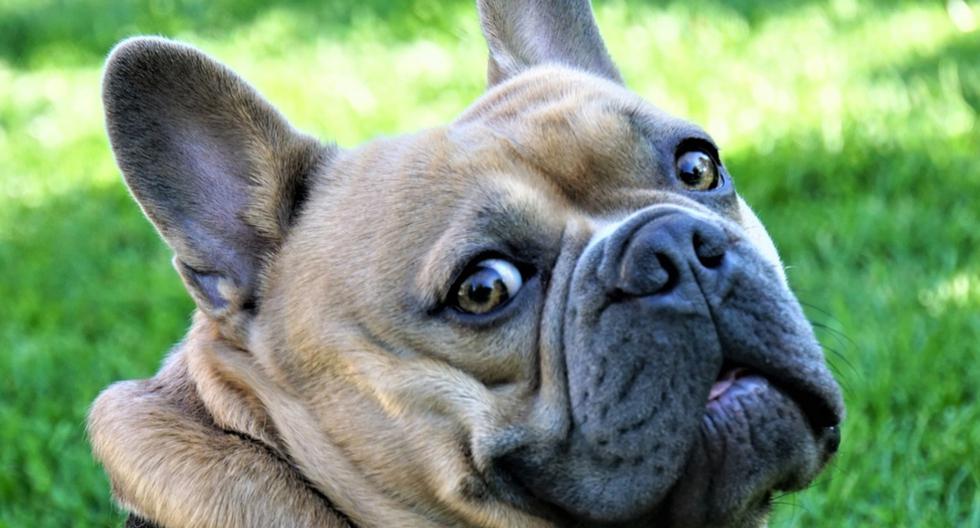 Un adorable bulldog francés protagonizó una peculiar historia en Facebook que traspasó las fronteras. (Foto: Pixabay/Referencial)