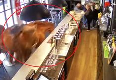 Caballo escapa de su establo e irrumpe furioso en una cafetería de Francia [VIDEO]