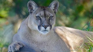 Puma le dio el susto de su vida a un excursionista al que acechó en las montañas de Utah