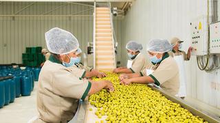Productores de aceituna apuntan a nuevas variedades para mejorar cifras de exportación