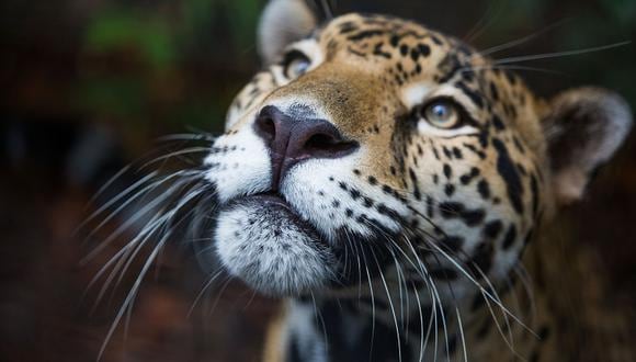 Al menos 500 jaguares resultaron afectados por incendios en la Amazonía. (Referencial/Conexión Jaguar)