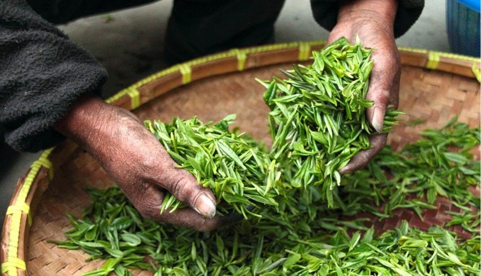 El té verde ofrece grandes beneficios para la salud pero debes tomarlo con  moderación, VIDA