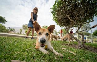 La Molina: Lanzan campaña Paseo Entrepatas para impulsar adopción de mascotas