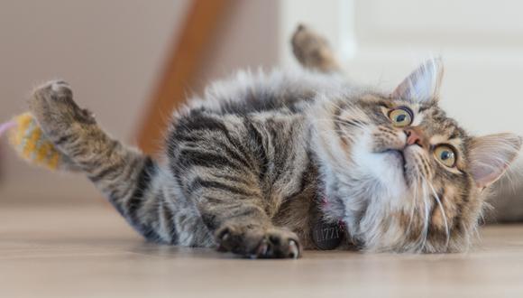 Una gata causó sensación en las redes sociales por su peculiar forma de reaccionar a un juguete. (Foto: Pixabay/Referencial)