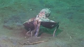 Pulpo carga un coco mientras “camina” sobre dos de sus tentáculos